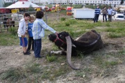 Animais do Circo Chen, 2007
